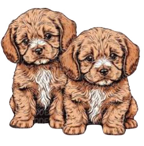 Tizzy's Cavapoo Puppies